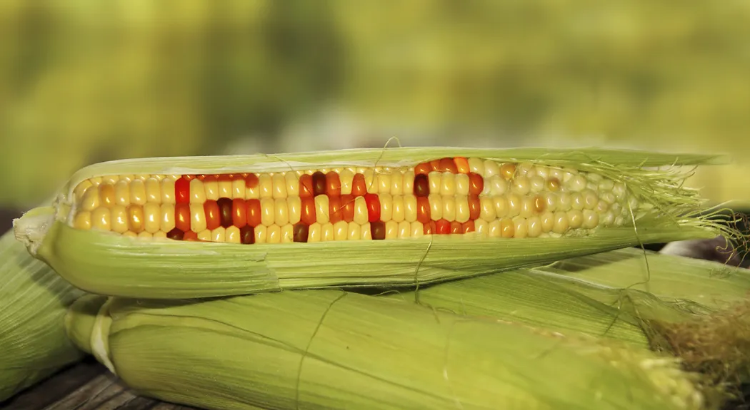 gmo food